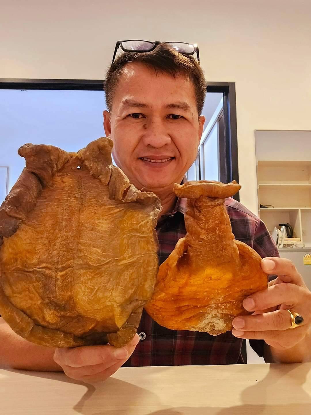 กระเพาะปลา