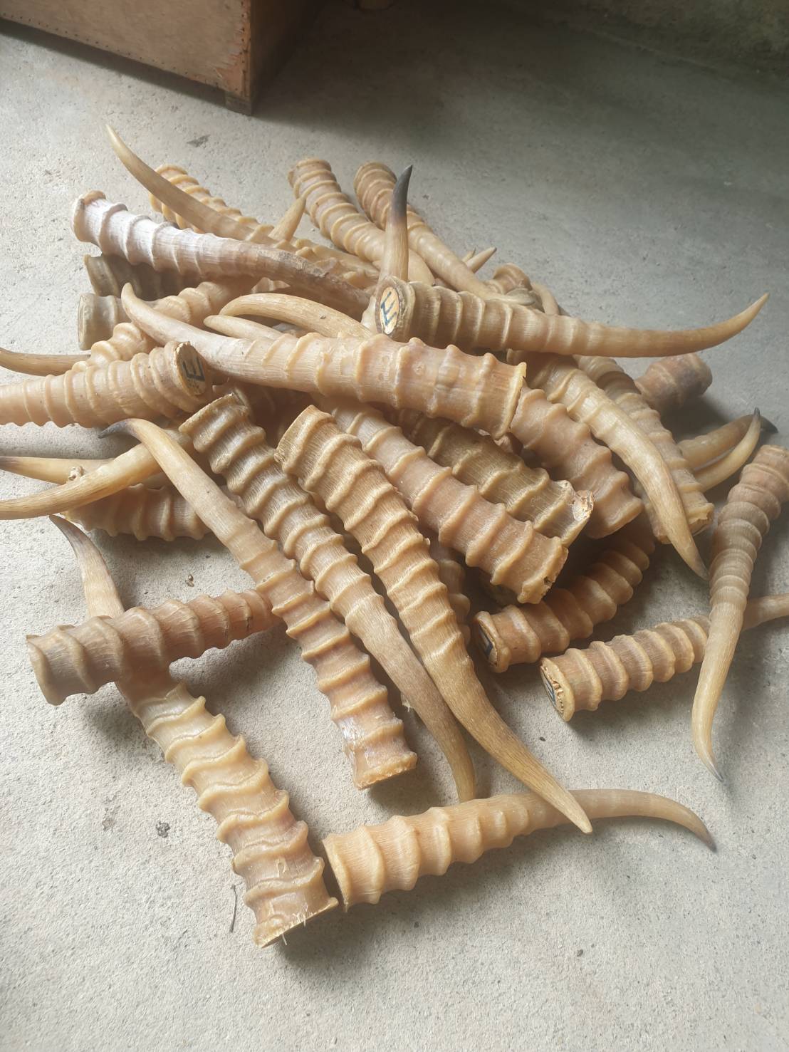 ของเก่าของสะสม