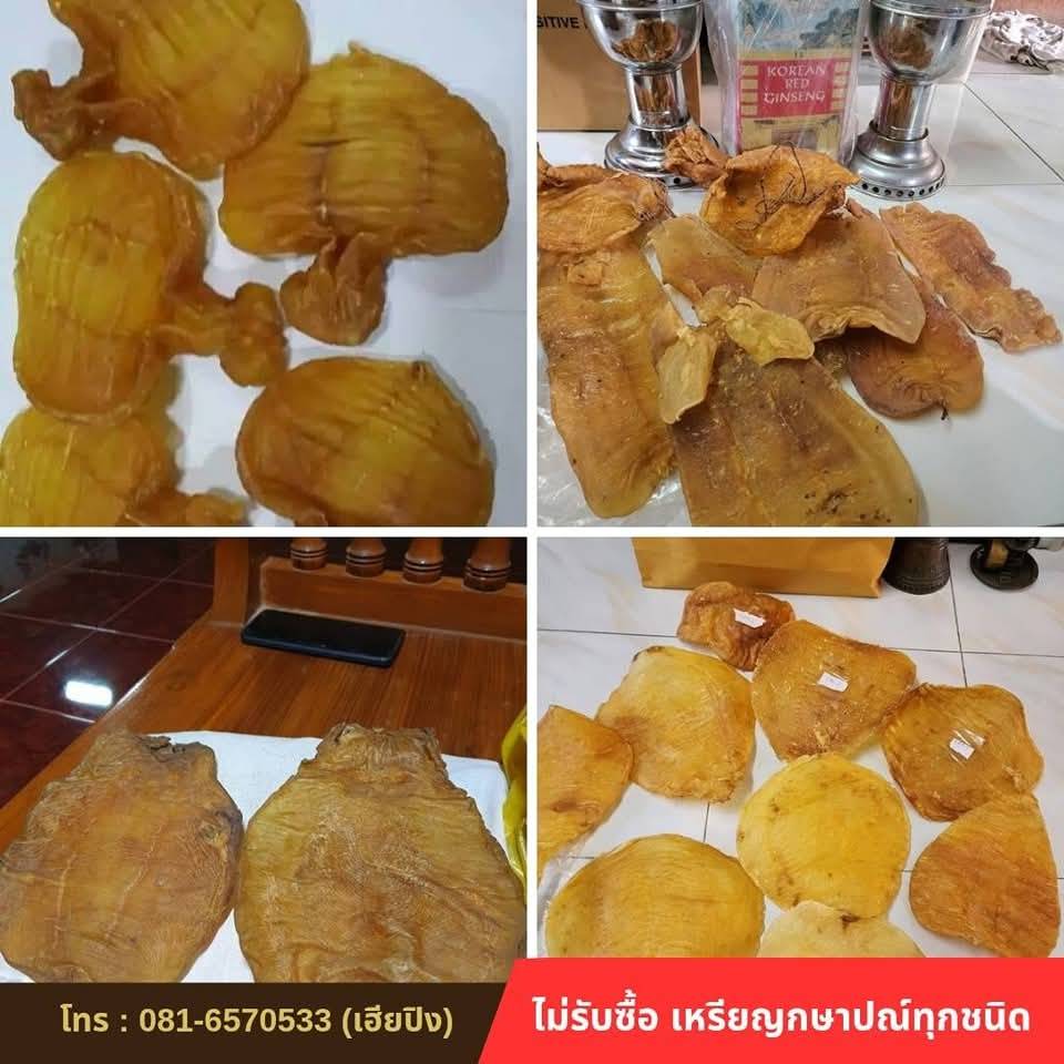 กระเพาะปลา